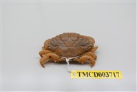藏品(肉球皺蟹)的圖片